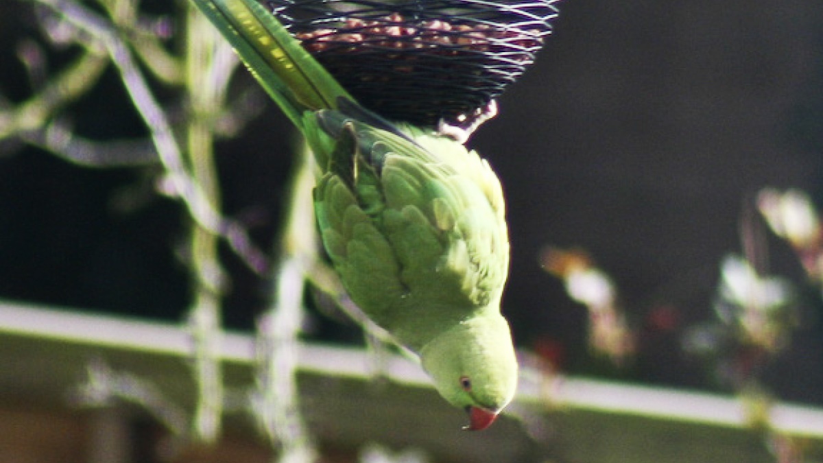 The posh pigeon